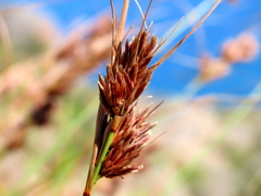 Schoenus graminifolius