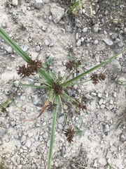 Cyperus orthostachyus