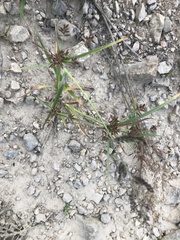 Cyperus orthostachyus