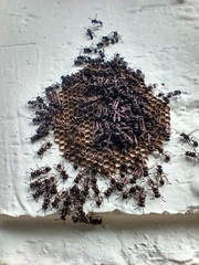 Metapolybia