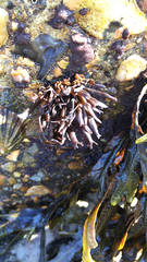 Ahnfeltiopsis linearis