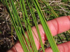 Schoenus graminifolius