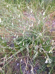 Trachyandra revoluta