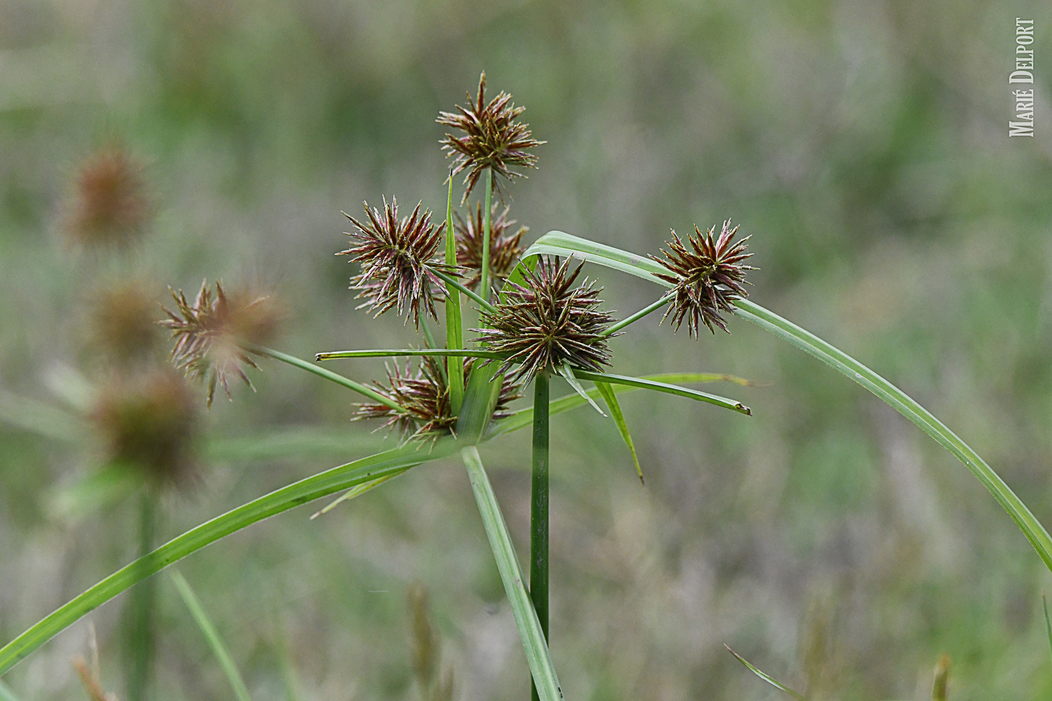 (c) Marie Delport, certains droits réservés (CC BY-NC) https://www.inaturalist.org/observations/95872370