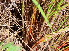 Schoenus graminifolius