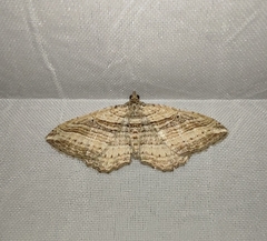 Costaconvexa polygrammata