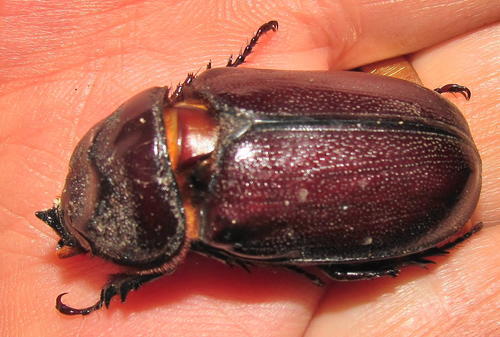 African Rhinoceros Beetle
