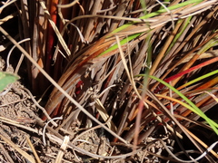 Schoenus graminifolius