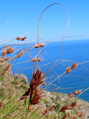 Schoenus graminifolius