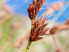 Schoenus graminifolius