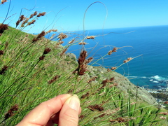 Schoenus graminifolius