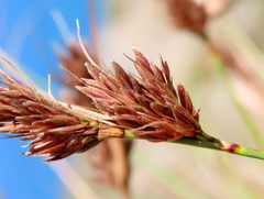 Schoenus graminifolius