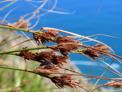 Schoenus graminifolius