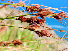 Schoenus graminifolius