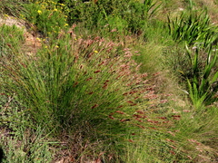 Schoenus graminifolius