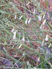 Trachyandra revoluta