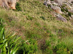 Schoenus graminifolius