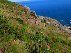 Schoenus graminifolius