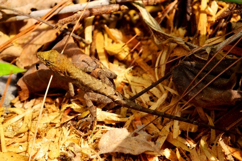 Anolis spilorhipis