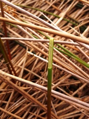 Juncus subnodulosus