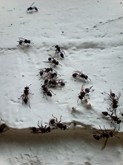 Metapolybia