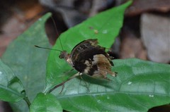 Euriphene gambiae