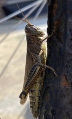 Melanoplus differentialis