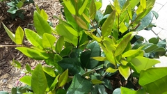 Ligustrum japonicum