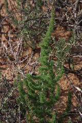 Asparagus acocksii
