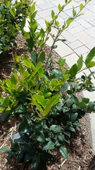 Ligustrum japonicum