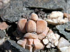 Crassula elegans image