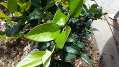 Ligustrum japonicum