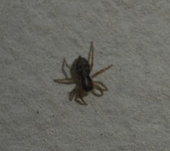 Menemerus semilimbatus