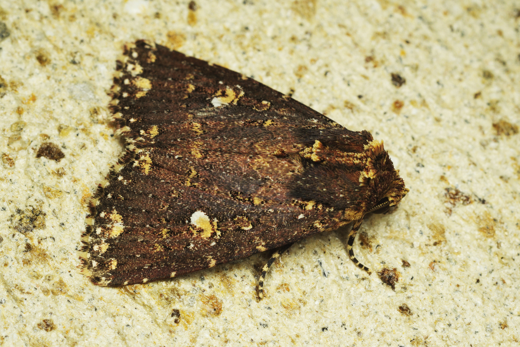 Condica abida