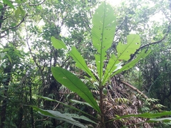 Cespedesia