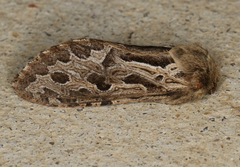 Oncopera fasciculatus