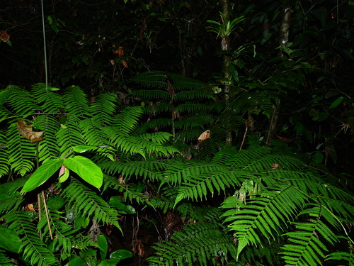 Cyathea boryana