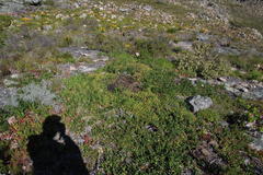 Carpobrotus edulis parviflorus