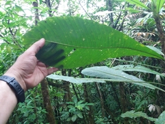 Cespedesia