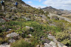 Carpobrotus edulis parviflorus