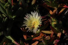 Carpobrotus edulis parviflorus