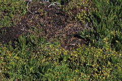 Carpobrotus edulis parviflorus