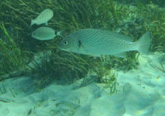 Umbrina cirrosa