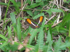 Adelpha cytherea