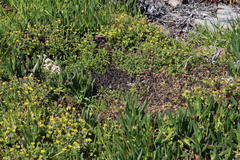Carpobrotus edulis parviflorus