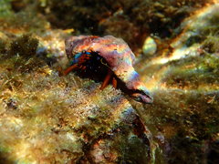 Calcinus laevimanus