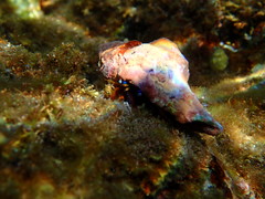 Calcinus laevimanus
