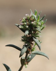 Micromeria graeca graeca