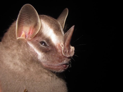Recife Broad-nosed Bat