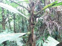 Cespedesia
